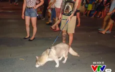 Người Hà Nội vẫn “thản nhiên” dắt chó không rọ mõm vào phố đi bộ