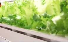 Trang trại do robot "làm chủ" đầu tiên thế giới