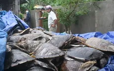Khánh Hòa khởi tố bị can tàng trữ hàng tấn rùa biển