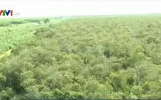 Cà Mau tăng cường máy bơm chữa cháy cho các chủ rừng U Minh Hạ