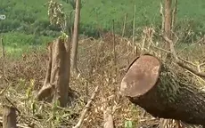 Rừng Tây Nguyên đang bị suy thoái nghiêm trọng