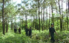 Sửa đổi, bổ sung Luật Bảo vệ và phát triển rừng