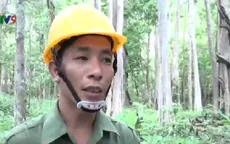 Các công ty lâm nghiệp gặp khó khi đóng cửa rừng