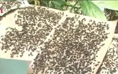 Đồng Tháp: Người dân mất ăn, mất ngủ vì ruồi