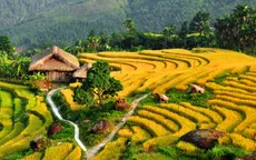 Ruộng bậc thang Việt Nam vào danh sách cảnh quan "đẹp đến khó tin"