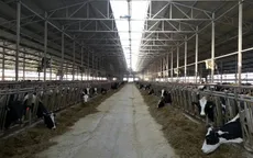 Nga khôi phục và phát triển trang trại chăn nuôi theo công nghệ mới