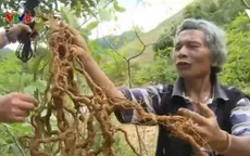 Sâm Ba kích tím - “bảo bối” của đồng bào Cơ Tu