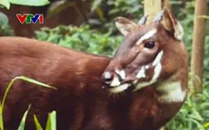 Triển lãm đầu tiên về Sao la tại Thừa Thiên - Huế