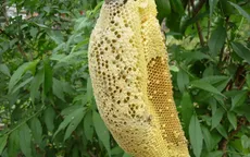 1 người chết, 13 người nhập viện nghi do ngộ độc sáp ong