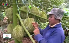 Nông dân Đăk Lăk vươn lên làm giàu nhờ sầu riêng