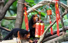 Vườn thú Singapore chuẩn bị Tết Nguyên đán sớm