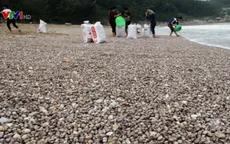 Hàng tấn sò lông dạt vào bờ biển Hà Tĩnh