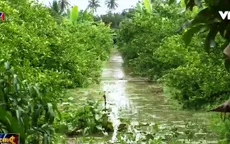 Triều cường gây ngập nhiều vườn cây ăn trái tại Sóc Trăng