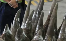 Mozambique thu giữ gần 80 kg sừng tê giác tại sân bay