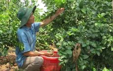 Đồng Tháp: Chanh Cao Lãnh xuất khẩu sang Hàn Quốc