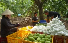Gặp khó về đầu ra, xoài ĐBSCL giảm giá mạnh