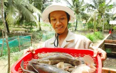 Cá chình, cá bống tượng Cà Mau đã có nhãn hiệu tập thể