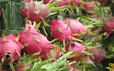 Mập mờ chất lượng thuốc trị nấm trắng cho cây thanh long