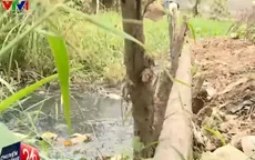 TP.HCM: Người dân khóc ròng vì nhiều tuyến kênh cạn khô, tắc nghẽn