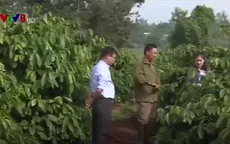 Gia Lai đẩy mạnh tái canh cà phê