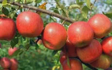 Táo Aomori Nhật Bản chính thức có mặt trên thị trường Việt Nam