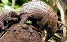 Khó khăn trong công tác cứu hộ tê tê tại Hà Nội
