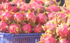 Nông dân trồng thanh long mất trắng hàng trăm triệu đồng