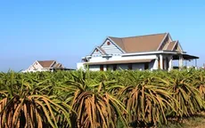 Nguy cơ thoái hóa vùng trồng thanh long vì hạn hán
