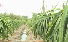 Giải pháp nâng giá trị trái thanh long