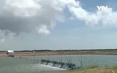 ĐBSCL: Thiếu điện vì diện tích nuôi tôm tăng nhanh