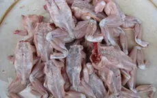 Nguy cơ tử vong khi ăn phải thịt cóc chế biến không đảm bảo vệ sinh