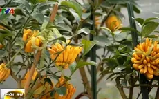 Phật thủ bonsai được nhiều người lựa chọn