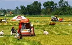 Quảng Trị: Khẩn trương thu hoạch lúa Hè Thu