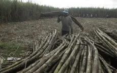 Hậu Giang: Giá mía nguyên liệu lên cao nhất trong 5 năm