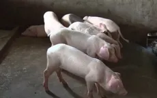 Vĩnh Long: Tiêu hủy đàn lợn nhiễm chất cấm Salbutamol