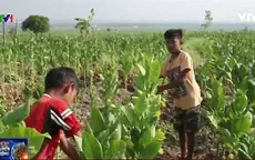 Indonesia: Cảnh báo tình trạng lao động trẻ em tại những trang trại thuốc lá