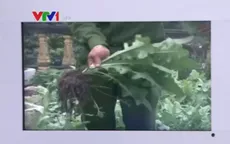 Bắt quả tang 2 gia đình trồng cây thuốc phiện tại nhà