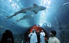 Tuần lễ cá mập tại UAE