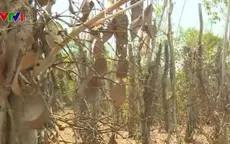 Bình Phước: 3.000 ha tiêu mất trắng vì hạn hán