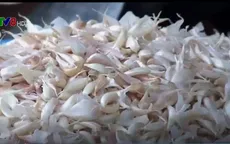 Lý Sơn thiếu giống tỏi cho vụ mới