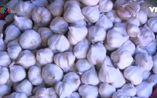Không chỉ Lý Sơn, nhiều vùng trồng tỏi khác cũng bị nhập nhằng thương hiệu