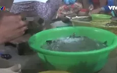 Bơm tạp chất vào tôm ngày càng tinh vi
