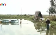Quảng Nam: Hơn 80 ha tôm nuôi chết do dịch bệnh