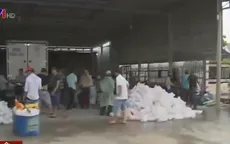 Thâm nhập điểm tập kết tôm giống lậu lớn nhất ĐBSCL