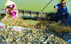 Chưa có hướng giải quyết “cuộc chiến” giữa tôm và lúa ở Kiên Giang