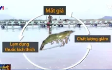 Nguyên nhân sâu xa sau việc tôm thẻ chân trắng mất mùa, mất giá