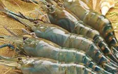 Việt Nam không phát hiện trường hợp bơm Pectin vào tôm xuất khẩu