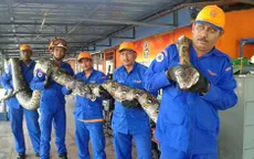 Phát hiện trăn khổng lồ dài nhất thế giới ở Malaysia