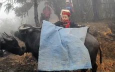 Hàng nghìn trâu, bò chết do cước chân sau giá lạnh