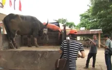 Quảng Trị: Bắt thêm 1 con trâu hoang hung dữ